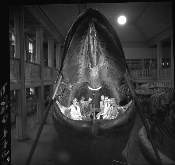 An archival photo of a mounted blue whale in a museum with jaws open and several people sitting inside the cavity
